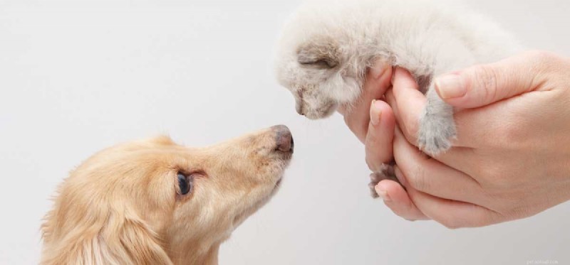 Can Dogs and Cats Truly Become Friends?
