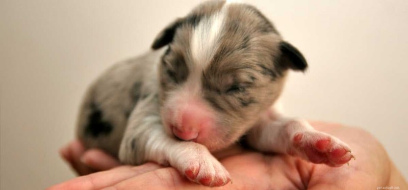 Do Dogs Naturally Experience Congenital Deafness?