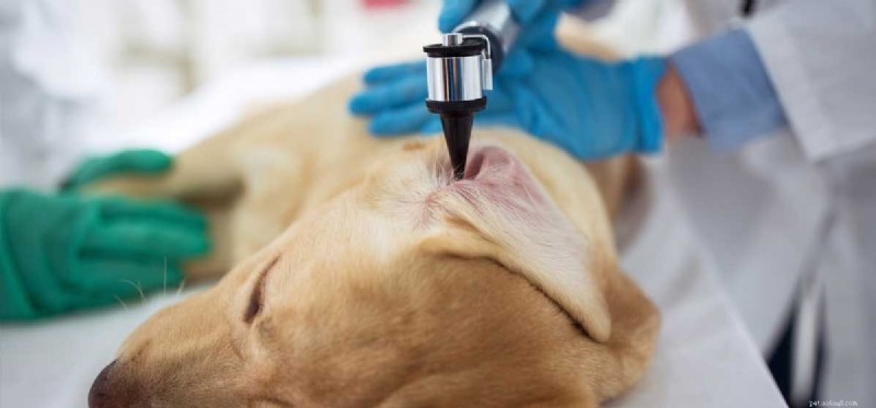 Do Dogs Naturally Experience Congenital Deafness?
