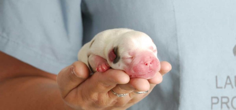 Is Parvo Transmissible at Birth? Essential Insights for New Dog Owners