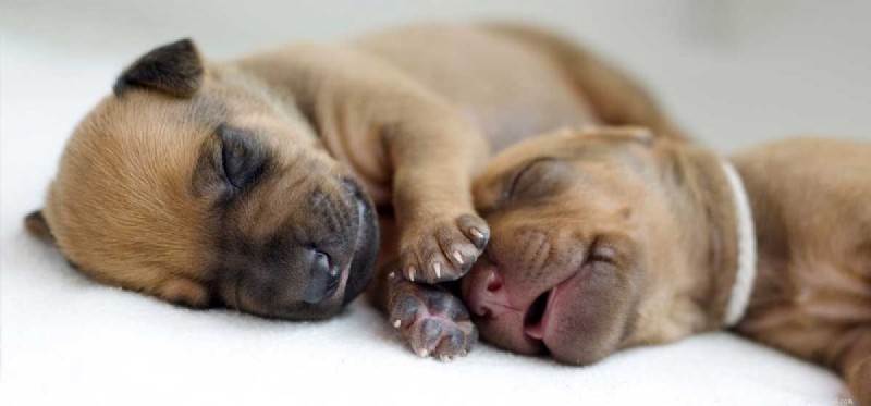 Is Parvo Transmissible at Birth? Essential Insights for New Dog Owners