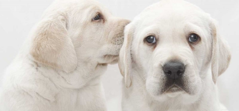 Do Dogs Naturally Experience Congenital Deafness?