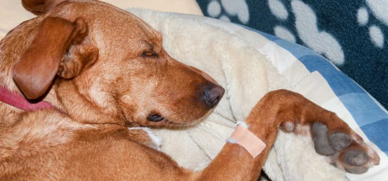 Is Parvo Transmissible at Birth? Essential Insights for New Dog Owners
