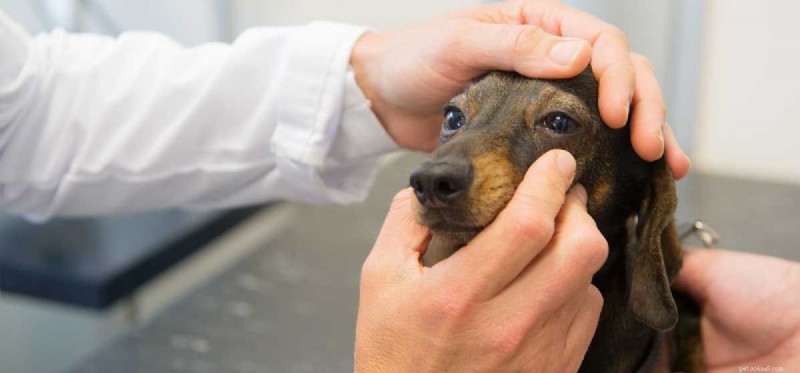 Do Dogs Experience Color Blindness? Discover Their True Vision Spectrum