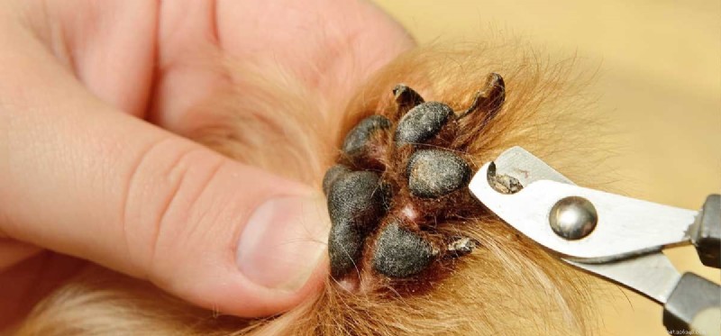 Can Dogs Be Declawed? The Risks, Ethics, and Alternatives Explained.