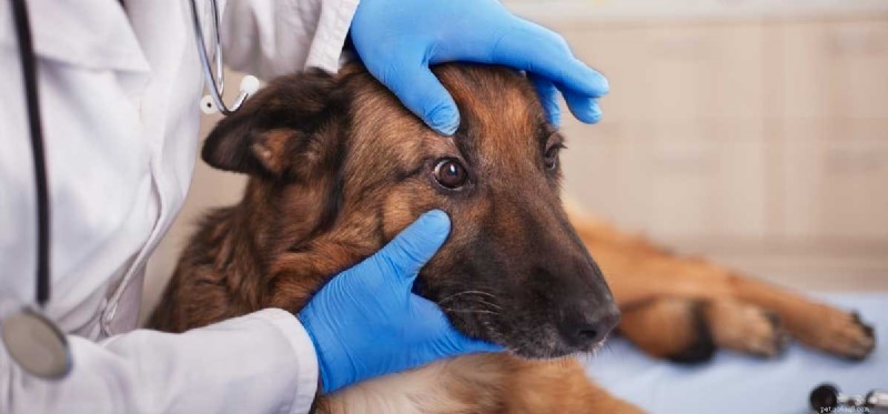 Do Dogs Experience Color Blindness? Discover Their True Vision Spectrum