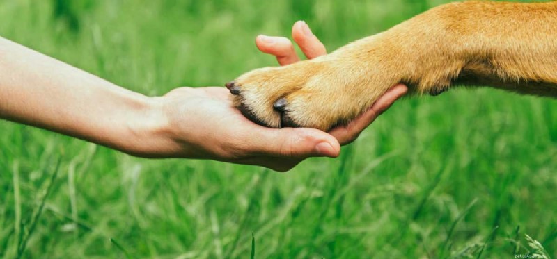 Can Dogs Be Declawed? The Risks, Ethics, and Alternatives Explained.