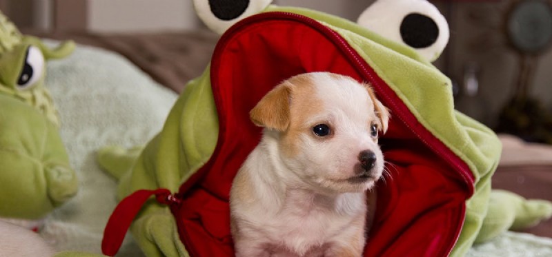 Are Frogs and Toads Dangerous to Dogs? Expert Insights on Risks and Prevention