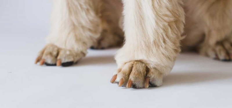 Can Dogs Be Declawed? The Risks, Ethics, and Alternatives Explained.
