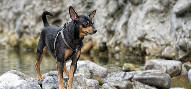 Are Frogs and Toads Dangerous to Dogs? Expert Insights on Risks and Prevention