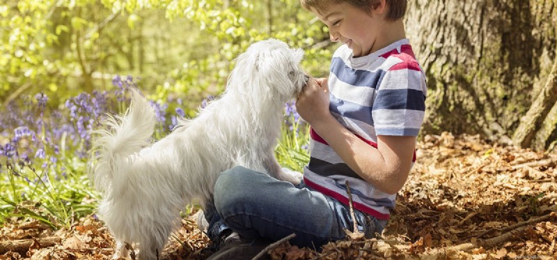 Do Scorpions Pose a Threat to Your Dog? Learn How to Protect Them