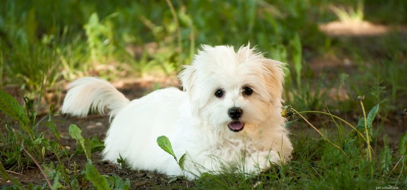 Do Scorpions Pose a Threat to Your Dog? Learn How to Protect Them
