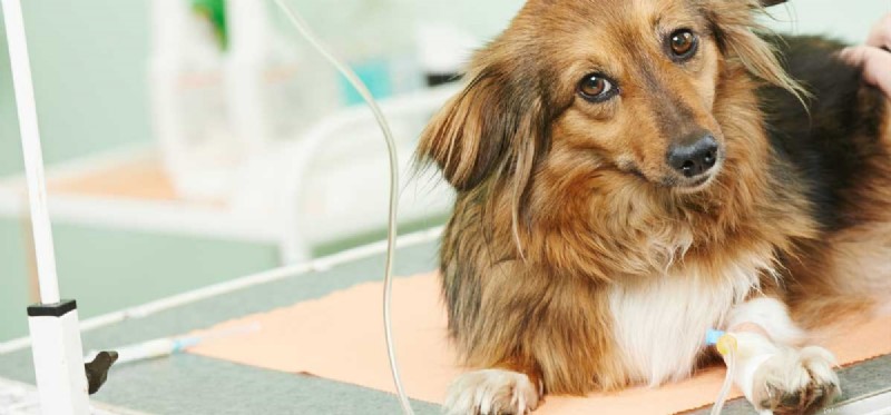 Do Dogs Experience Hypoglycemia? Understanding Symptoms & Prevention