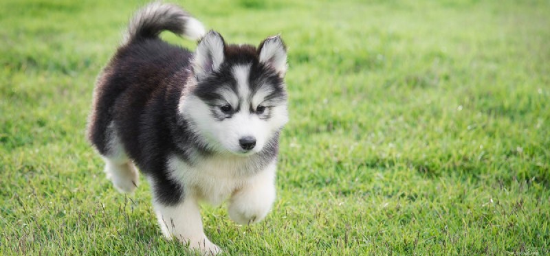Exploring Canine Impulsiveness: What It Means for Dog Owners