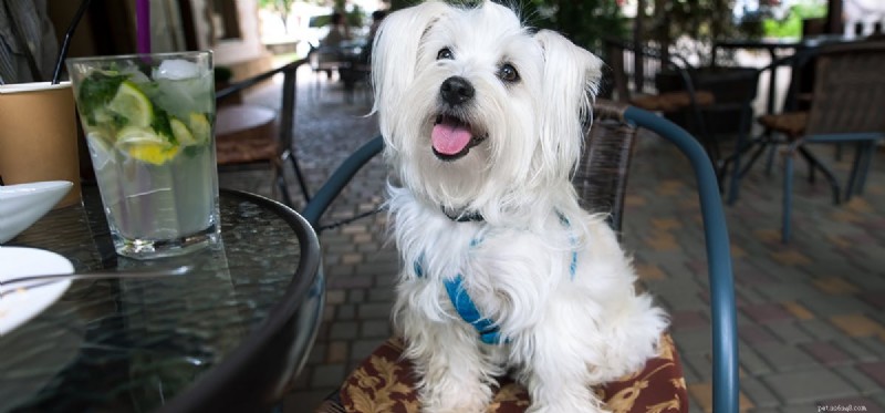 Exploring Canine Impulsiveness: What It Means for Dog Owners