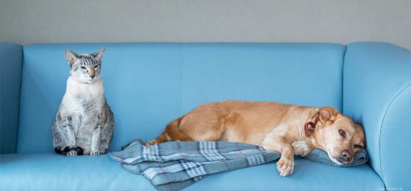 Why Some Dogs Appear Lazy: Insights into Restful Behavior