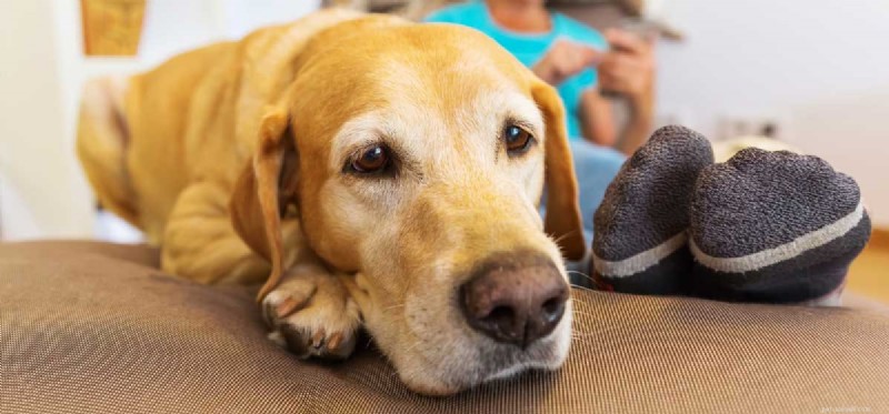 Why Some Dogs Appear Lazy: Insights into Restful Behavior