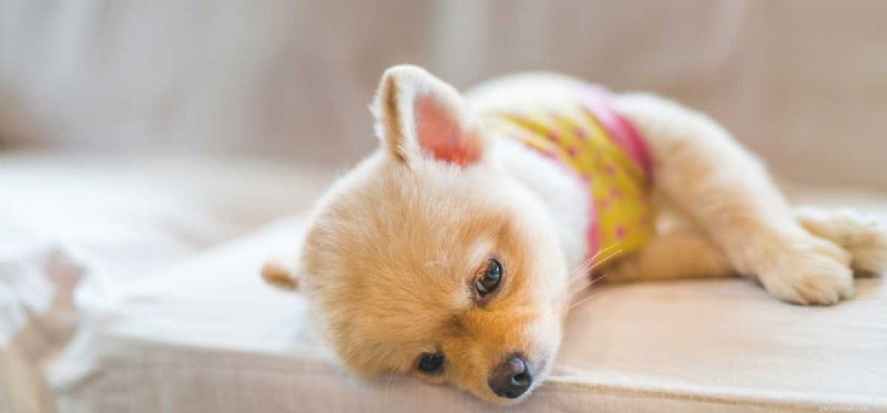 Why Some Dogs Appear Lazy: Insights into Restful Behavior