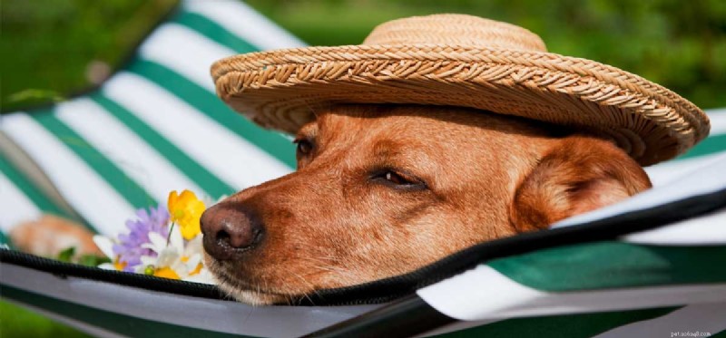 Why Some Dogs Appear Lazy: Insights into Restful Behavior
