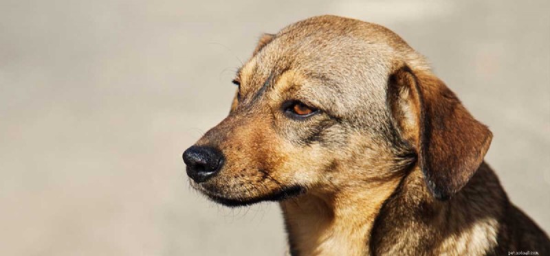 Do Dogs Experience Loneliness? Spotting & Easing Canine Isolation