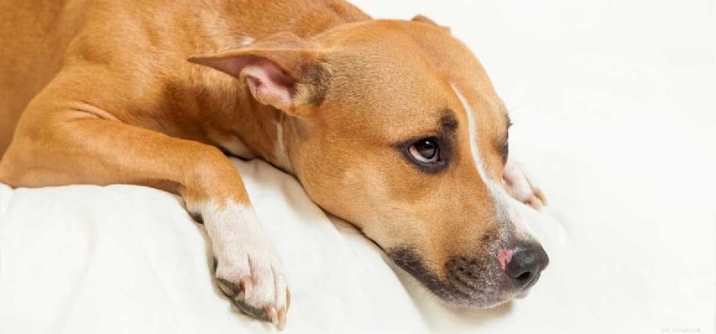 Do Dogs Experience Loneliness? Spotting & Easing Canine Isolation