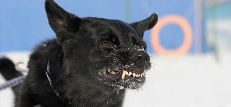Do Dogs Experience Anger? Understanding Your Dog s Emotional Signals