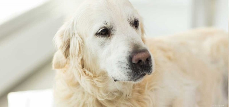 Do Dogs Experience Anger? Understanding Your Dog s Emotional Signals