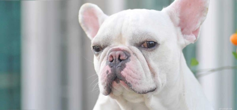 Do Dogs Experience Anger? Understanding Your Dog s Emotional Signals