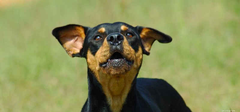 Do Dogs Experience Anger? Understanding Your Dog s Emotional Signals