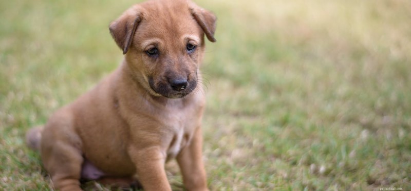 Do Dogs Experience Psychosis? Symptoms, Causes, and Care
