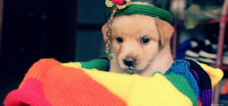 Do Dogs Experience Psychosis? Symptoms, Causes, and Care