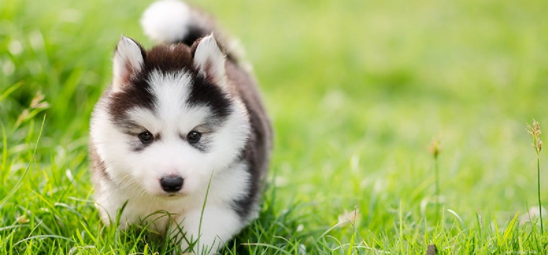 Do Dogs Experience Psychosis? Symptoms, Causes, and Care