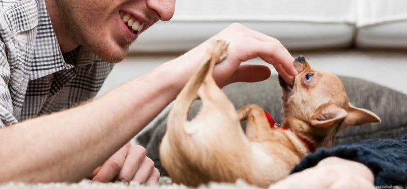 Can a Dog Be Rehabilitated After Biting? Understanding Rehabilitation and Safety