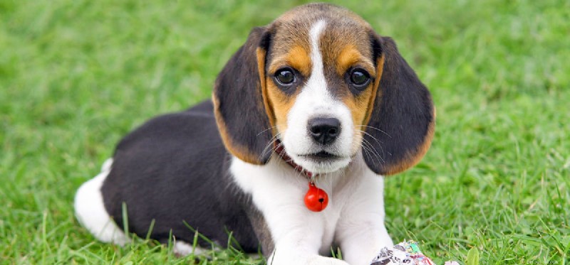 Do Dogs Experience Psychosis? Symptoms, Causes, and Care