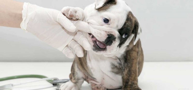 Can a Dog Be Rehabilitated After Biting? Understanding Rehabilitation and Safety