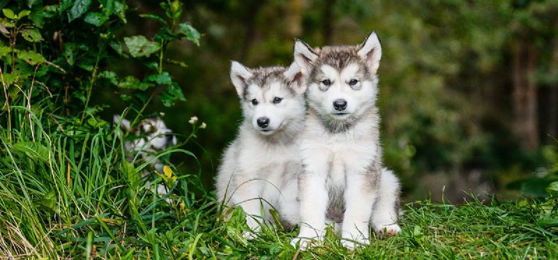 Can Dogs Experience Reincarnation? Exploring the Possibility