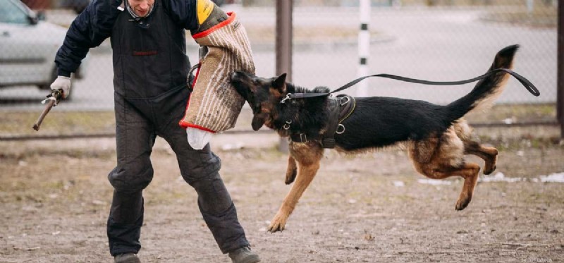 Can a Dog Be Rehabilitated After Biting? Understanding Rehabilitation and Safety