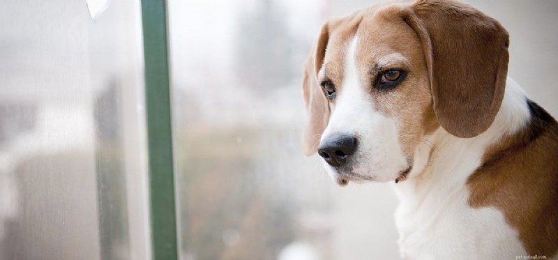Can Dogs Experience Reincarnation? Exploring the Possibility