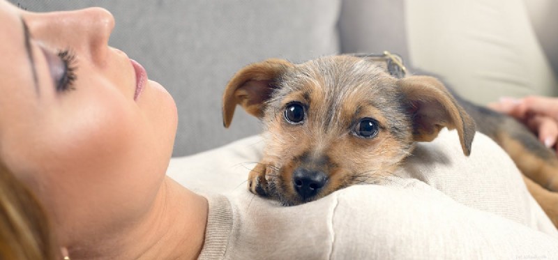 Can Dogs Experience Reincarnation? Exploring the Possibility