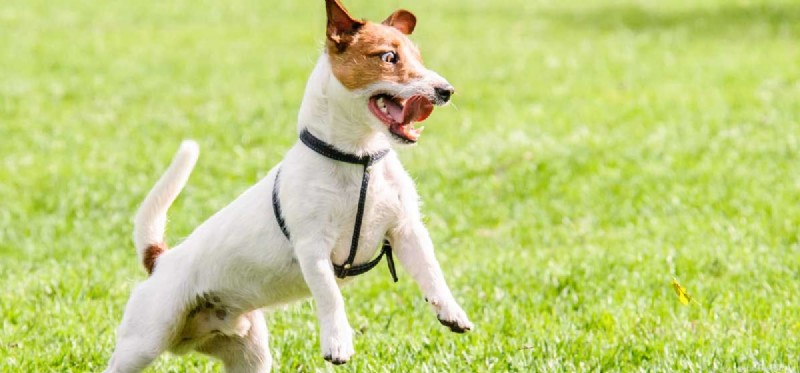 Can Dogs Experience Schizophrenia‑Like Symptoms?