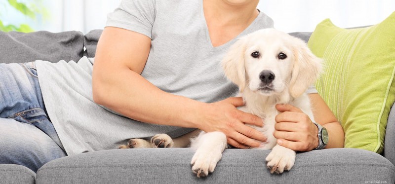 Can Dogs Experience Reincarnation? Exploring the Possibility