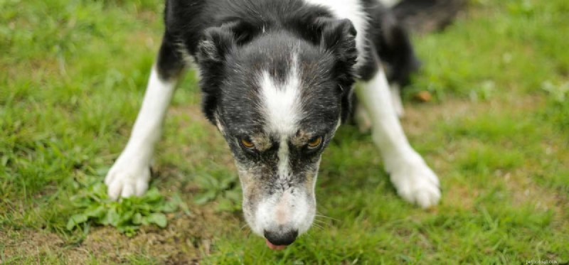Can Dogs Experience Schizophrenia‑Like Symptoms?