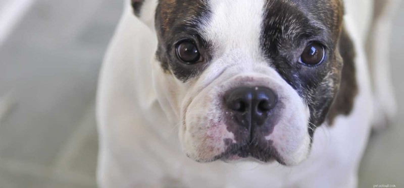 Can Dogs Experience Schizophrenia‑Like Symptoms?