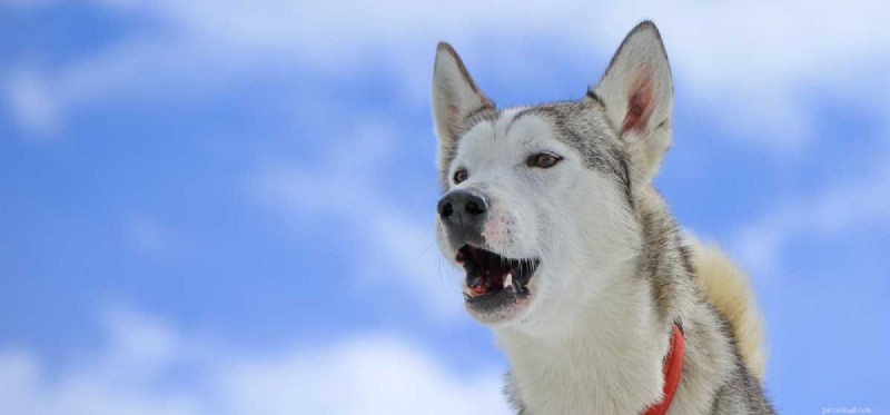 How to Train Your Dog to Stop Barking: Proven, Easy Techniques