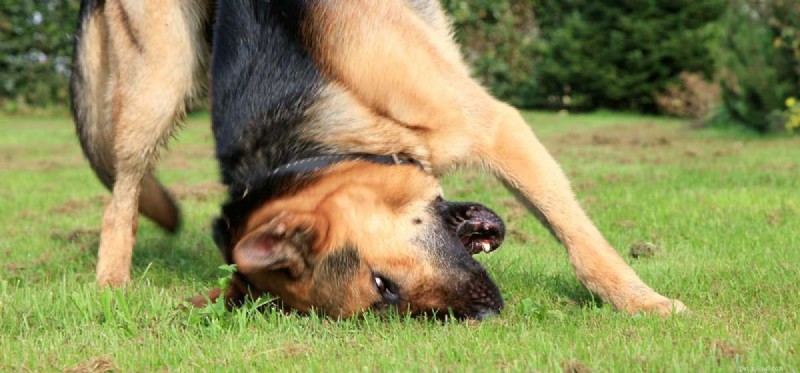 Can Dogs Experience Schizophrenia‑Like Symptoms?