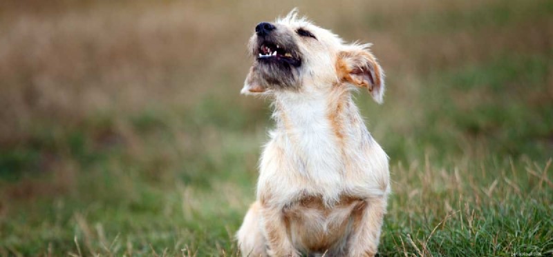 How to Train Your Dog to Stop Barking: Proven, Easy Techniques