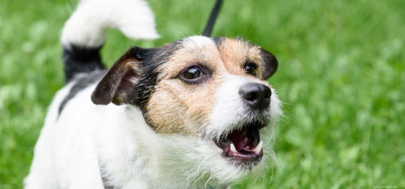 How to Train Your Dog to Stop Barking: Proven, Easy Techniques