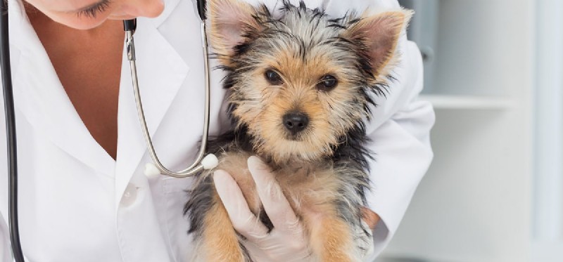 Treating Rabies in Dogs: Possibilities, Prevention, and Care