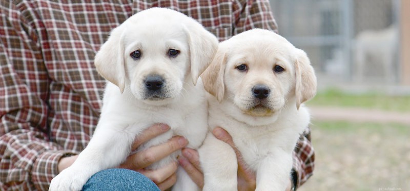 Do Dogs Have Twin Puppies? Exploring Canine Twin Births