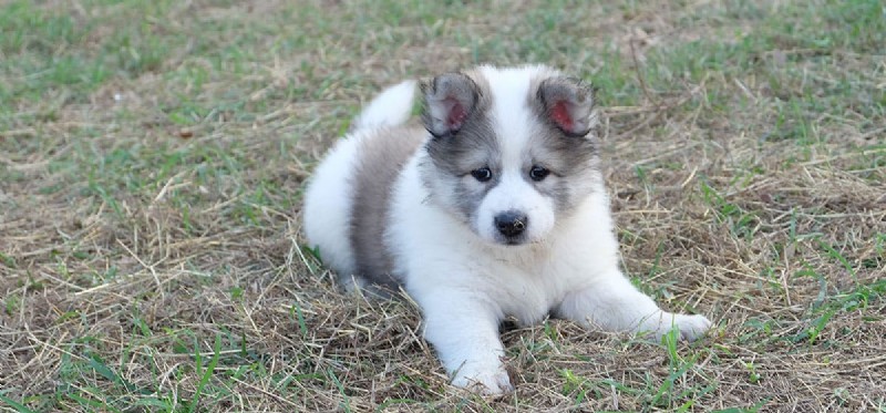 Can Dogs Catch Colds and Flu? What You Need to Know
